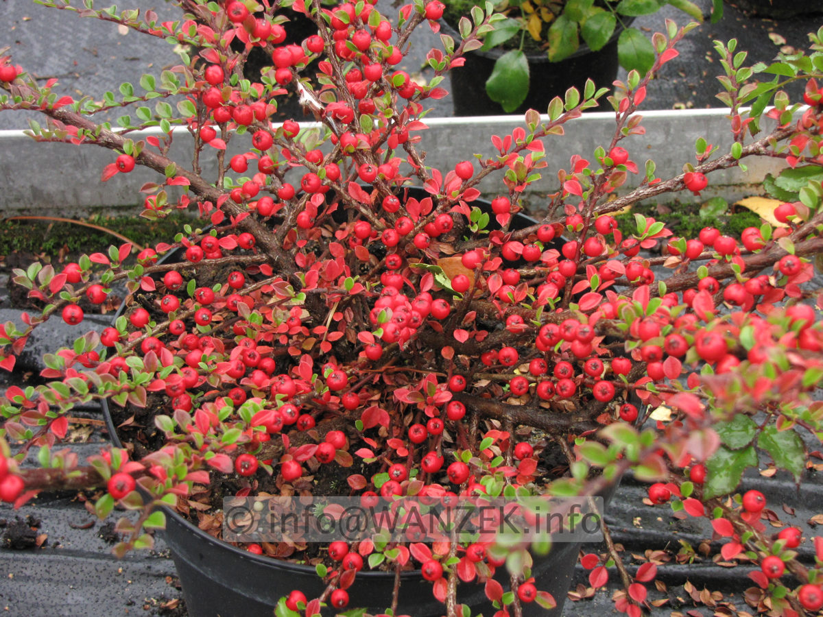 Cotoneaster horizontalis - mit Beeren01.JPG